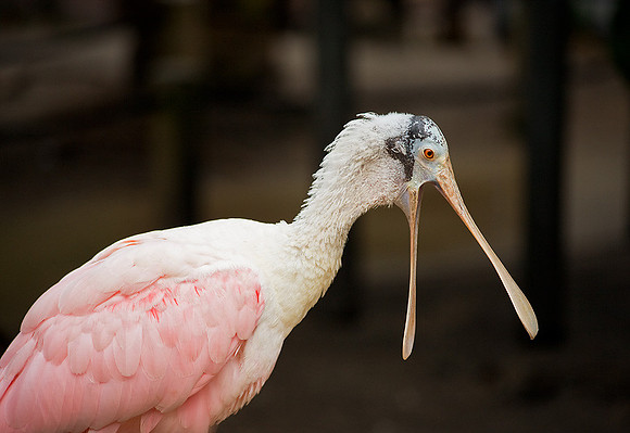 Roseate Spoonbill