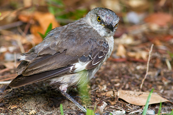 Fledgling