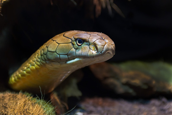 At the Wilmington, NC Serpentarium