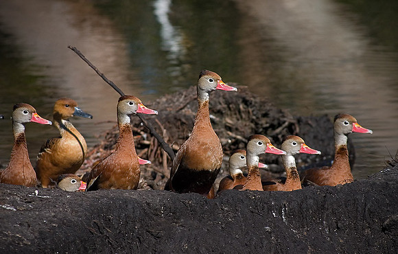 Black-bellied Whistling Duck