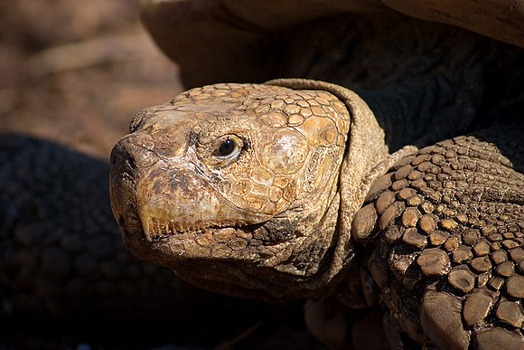 Old Man Tortoise