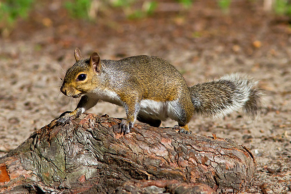 Curious Squirrel