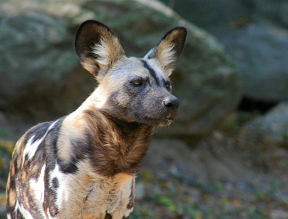 African Wild Dog