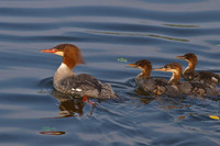 Common Merganser and babies