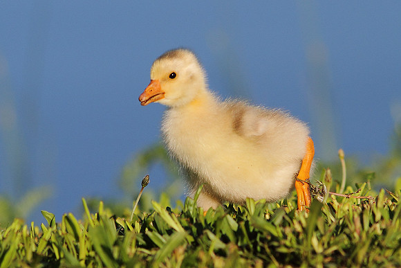 Gosling