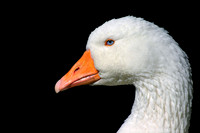 Goose