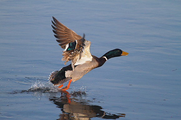 Take off!