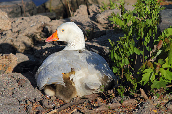 Mother Goose keeping her babies warm