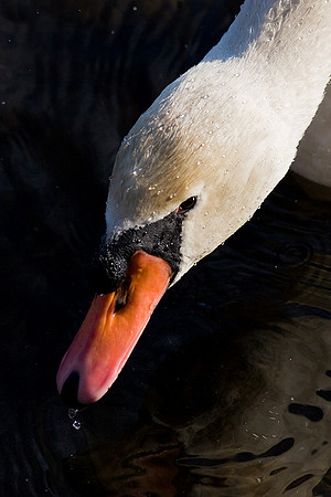 Swan