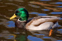 Mallard