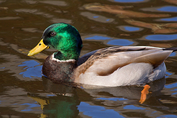 Mallard