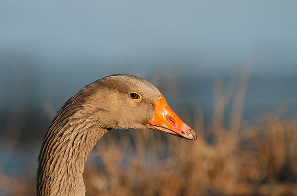 Goose