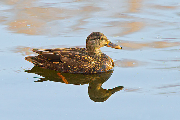 Swimming Mallard