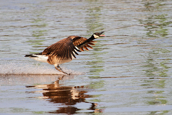 Landing