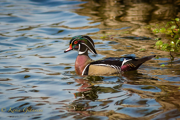 Wood Duck