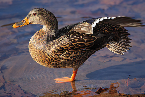 Duck Soup