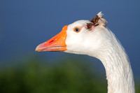 Injured Goose