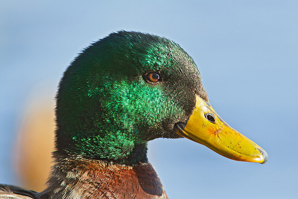 Male Mallard