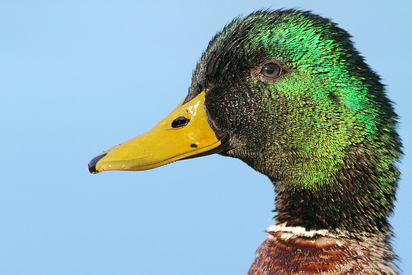 Mallard after Grooming