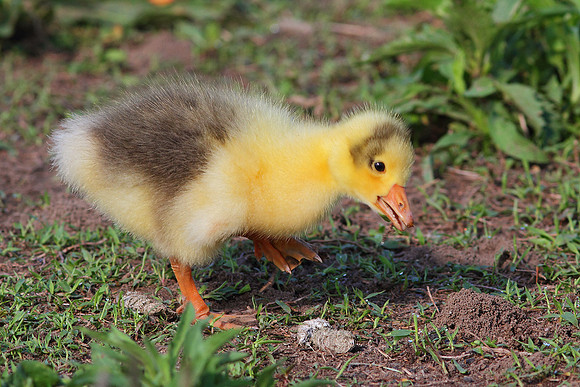 Gosling
