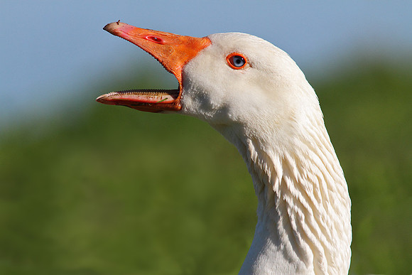 Happy Goose