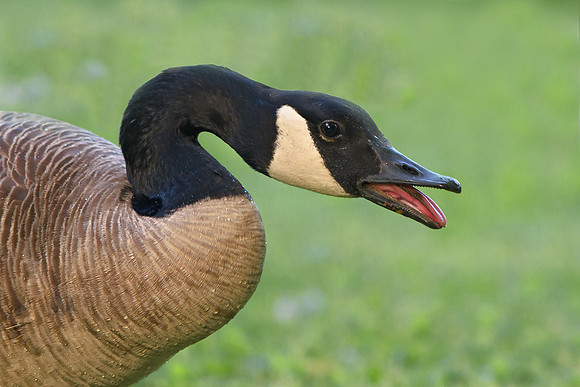 Canada Goose