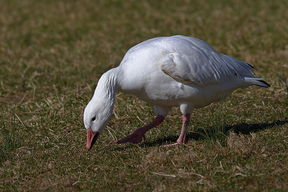 Snow Goose