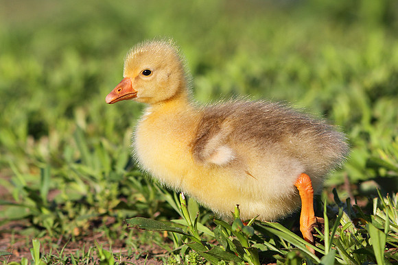Gosling