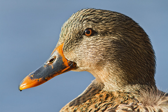 Female Mallard