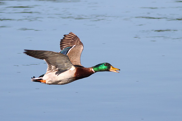 Flying Mallard