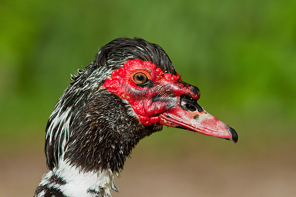 Muscovy duck