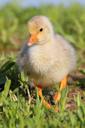 Gosling