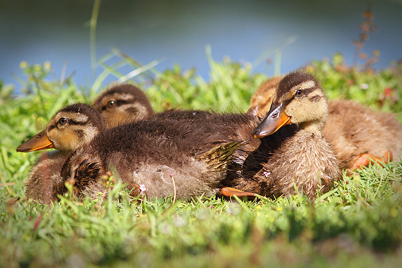 Ducklings