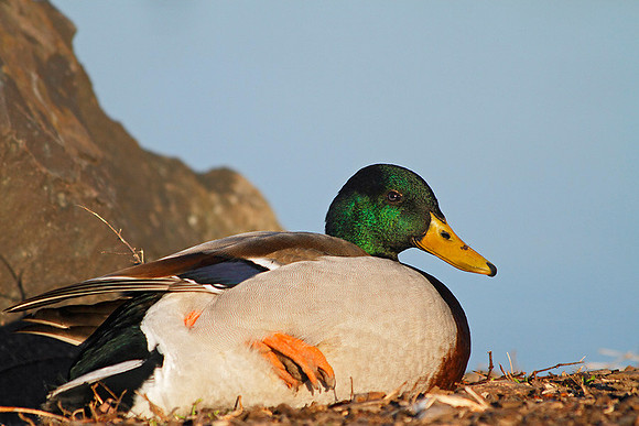Resting Mallard