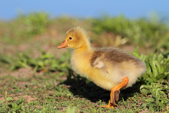 Gosling