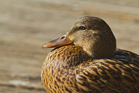 Mallard