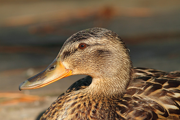Female Mallard