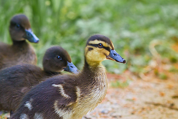 Ducklings
