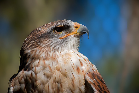 Hawk