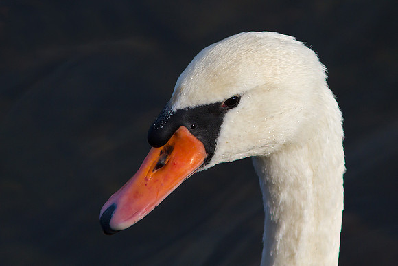 Mute Swan