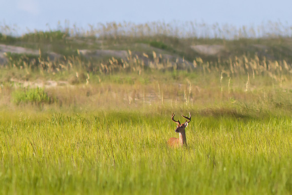 Deer at Fort Fisher