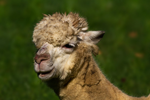 Alpaca