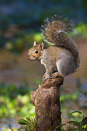 Squirrel