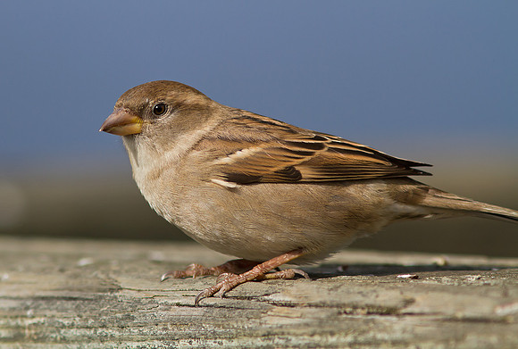 Sparrow