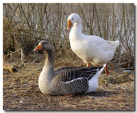 Geese