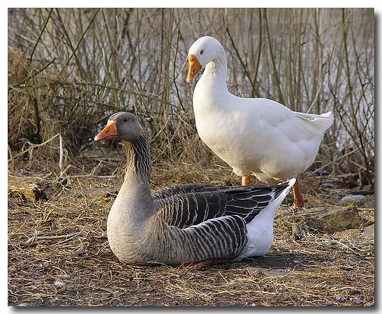 Geese