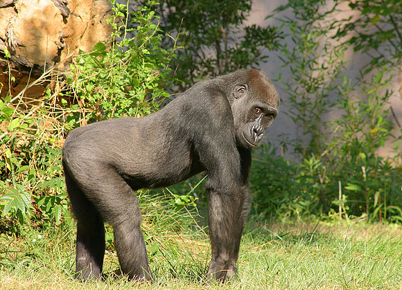 Western Lowland Gorilla