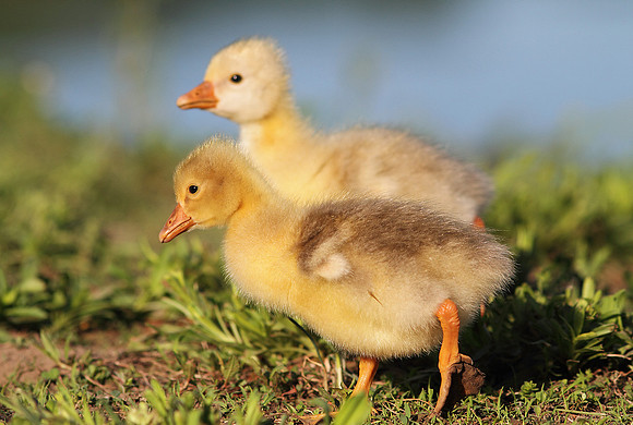 Goslings