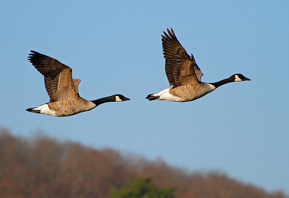 Canada Geese