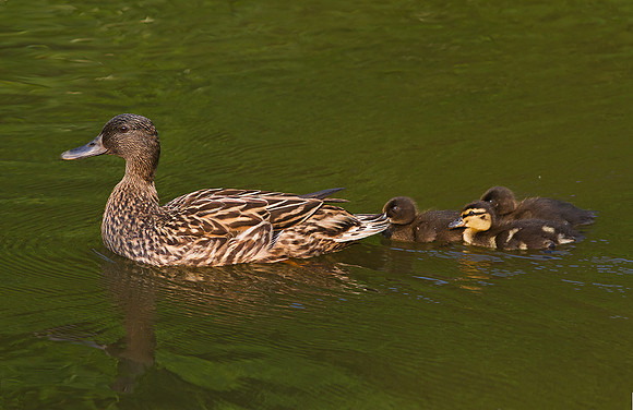 Follow Mom